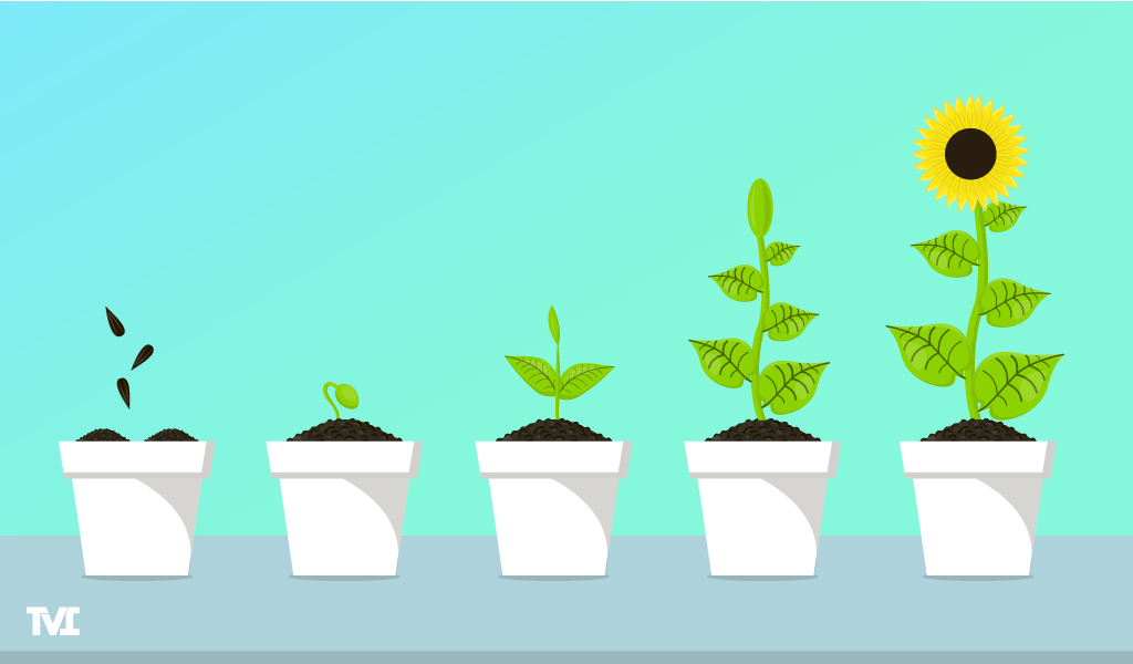 an illustration of each stage of a sunflower growing over time, from first planting the seeds to a blooming flower.