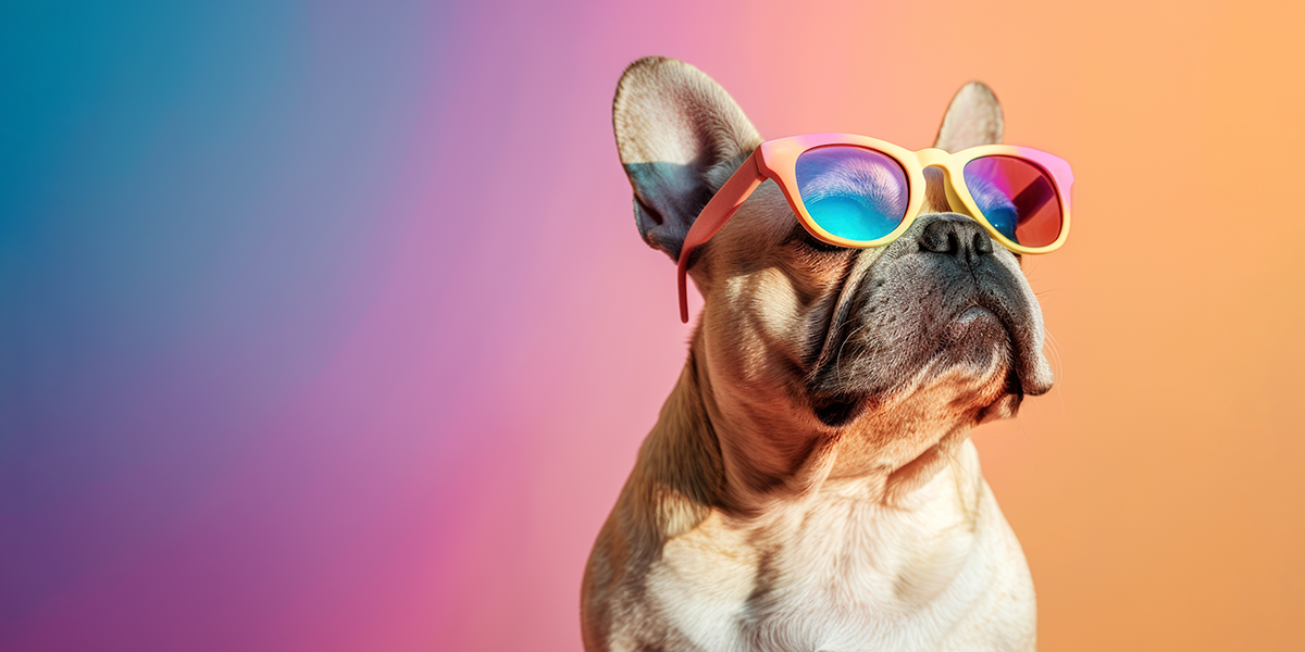 Pug dog with rainbow sunglasses looking cool on gradient background